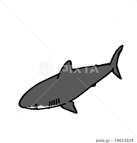 鮫 サメ のイラストのイラスト素材