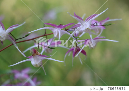 野川公園に咲くイカリソウ 78623931