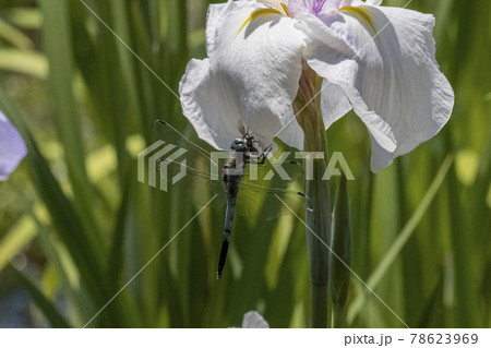 花に止まった虫を捕食するトンボ　初夏6月 78623969
