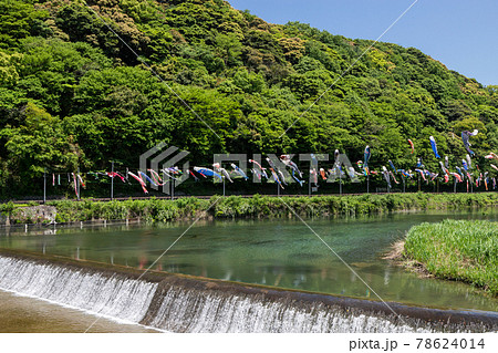 紫川の鯉のぼり　北九州市小倉南区 78624014