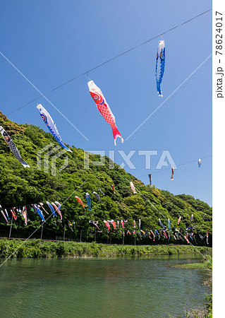 紫川の鯉のぼり　北九州市小倉南区 78624017