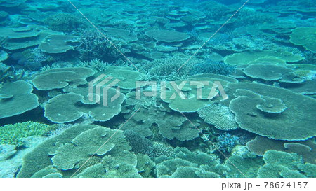 【鹿児島県奄美群島】与論島のテーブルサンゴ群生地 【鹿児島県奄美群島】与論島のテーブルサンゴ群生地 78624157