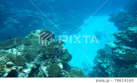 【鹿児島県奄美群島】与論島のテーブルサンゴ群生地 78624160