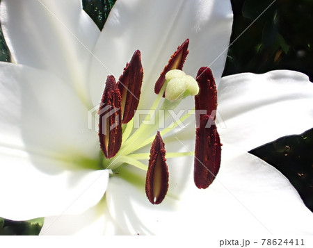 ユリの雄しべと雌しべ カサブランカの花 深度合成撮影 ユリの雄しべと雌しべ カサブランカの花 深度合成撮影 78624411