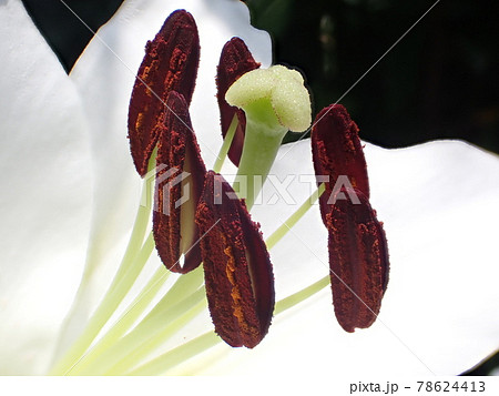 ユリの雄しべと雌しべ　カサブランカの花　深度合成撮影　 78624413
