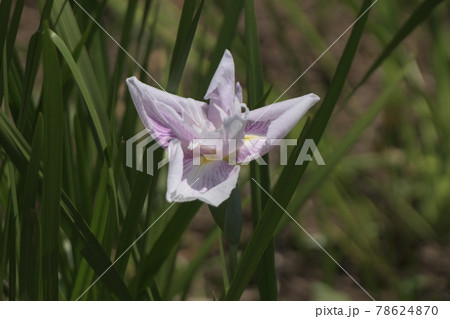 花菖蒲 花菖蒲 78624870