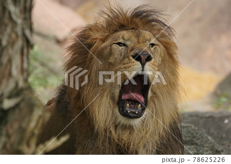 大口ライオン 大口ライオン 78625226