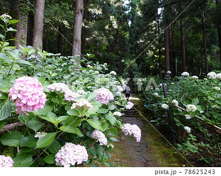 満開のアジサイ あじさい 紫陽花 出塩文殊堂 満開のアジサイ あじさい 紫陽花 出塩文殊堂 78625243