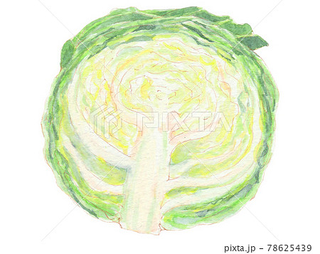 手描き飲食メニュー 春キャベツ 手描き飲食メニュー 春キャベツ 78625439