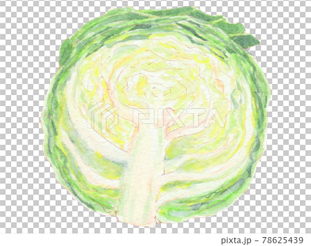 手描き飲食メニュー 春キャベツ 手描き飲食メニュー 春キャベツ 78625439