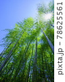 向日丘陵の竹林を巡る「竹の径」 78625561