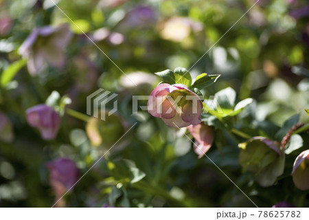 クリスマスローズの花が咲いています。学名はHelleborusです。 クリスマスローズの花が咲いています。学名はHelleborusです。 78625782