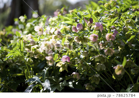 クリスマスローズの花が咲いています。学名はHelleborusです。 78625784