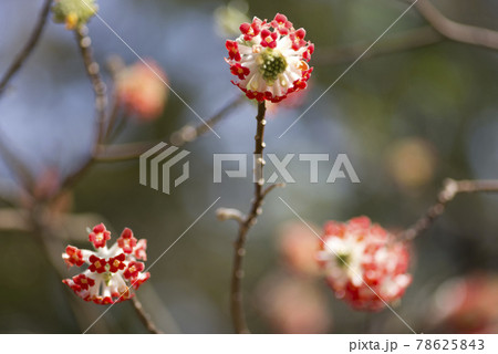公園のミツマタの花が咲いています。 78625843