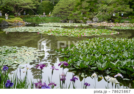 平安神宮のカキツバタ 平安神宮のカキツバタ 78625867