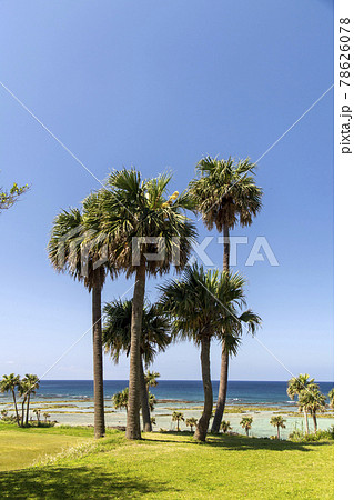 鹿児島県　徳之島の天城町与名間ビーチの椰子の木と海岸線 78626078