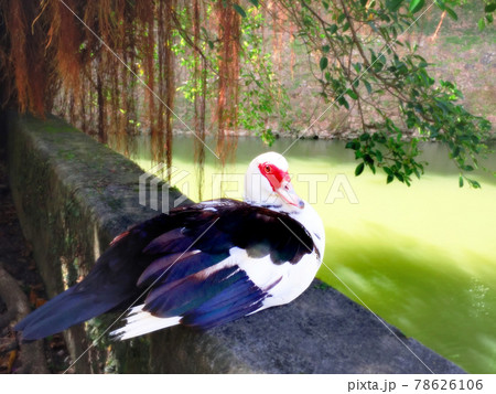 首里城公園のバリケン 首里城公園のバリケン 78626106