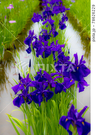 初夏を彩るように優雅に咲くあやめたち 初夏を彩るように優雅に咲くあやめたち 78626229