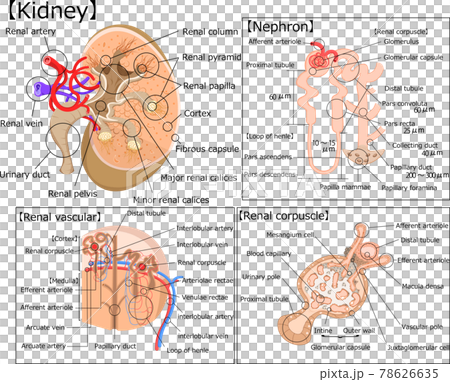 腎臓　構造　イラスト　英語　解説 78626635