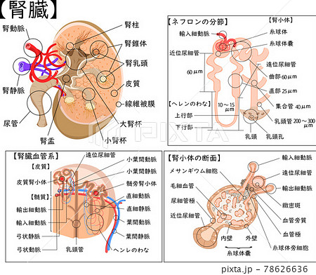 腎臓 構造 イラスト 日本語 解説のイラスト素材