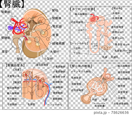 腎臓　構造　イラスト　日本語　解説 78626636
