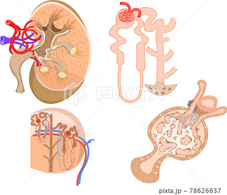 腎臓　構造　イラスト 78626637
