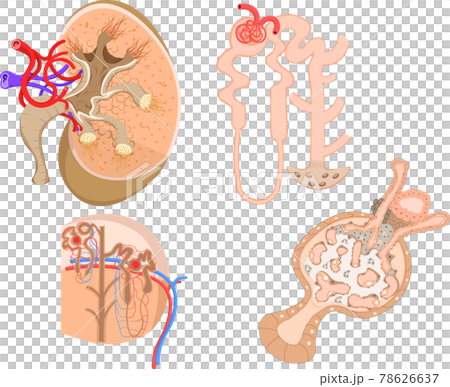 Kidney structure illustration Kidney structure illustration 78626637