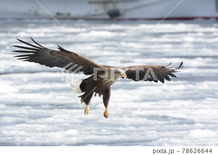 着氷するオジロワシ 着氷するオジロワシ 78626644