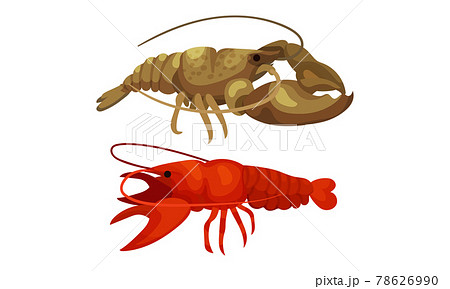 Lobster as Large Marine Crustacean with Muscular Tail and Claw Pair Vector Set Lobster as Large Marine Crustacean with Muscular Tail and Claw Pair Vector Set 78626990