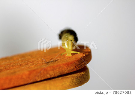 Lamellaxis gracilis , Prosopeas walker is a small snail that feeds on young buds, flower buds and inflorescences. Lamellaxis gracilis , Prosopeas walker is a small snail that feeds on young buds, flower buds and inflorescences. 78627082