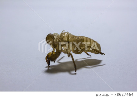 cicada shell Caused by molting to grow into an adult cicada shell Caused by molting to grow into an adult 78627464