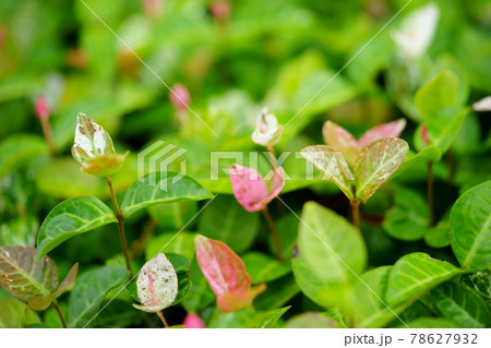 カワイイ初雪カズラ18 78627932