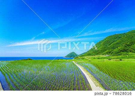 京都府・袖志の棚田 京都府・袖志の棚田 78628016