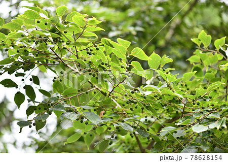 エノキ（榎）の未熟な果実 78628154
