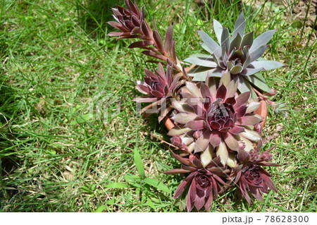 多肉植物の寄せ植え 多肉植物の寄せ植え 78628300