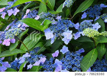 ガクアジサイ 78628360
