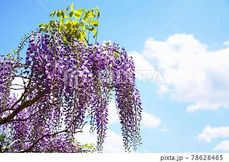 満開の藤の花 78628465