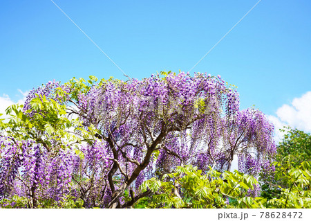 満開の藤の花 78628472