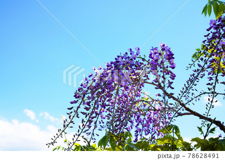 満開の藤の花 78628491