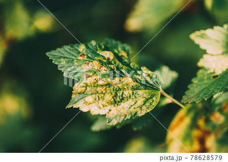 Traces Of Defeat By Leaf Gall Midges On Red Currant Leaves In Summer Sunny Day Traces Of Defeat By Leaf Gall Midges On Red Currant Leaves In Summer Sunny Day 78628579