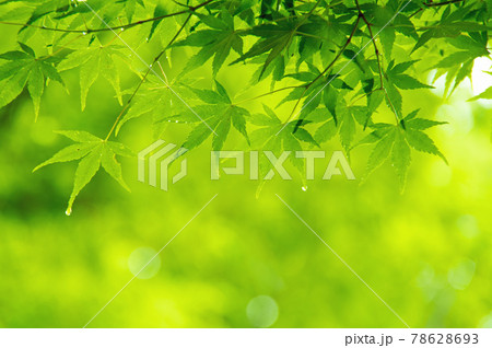 新緑素材 モミジの葉っぱ の写真素材