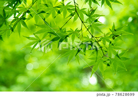 新緑素材 モミジの葉っぱ の写真素材
