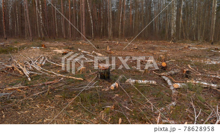 Plot of destroyed trees in the deforestation zone 78628958