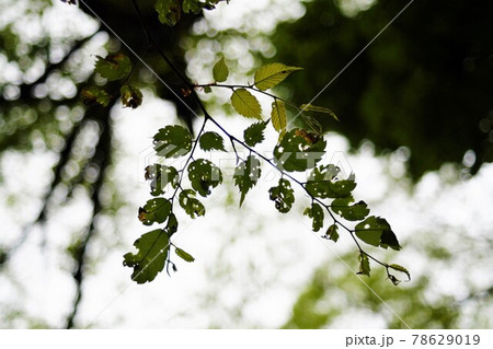 穴の開いた葉っぱ 78629019