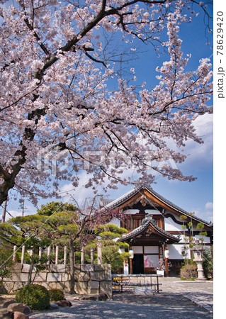京都 妙顕寺の春 2021 京都 妙顕寺の春 2021 78629420