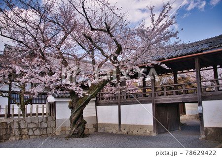 京都　妙顕寺の春　2021 78629422