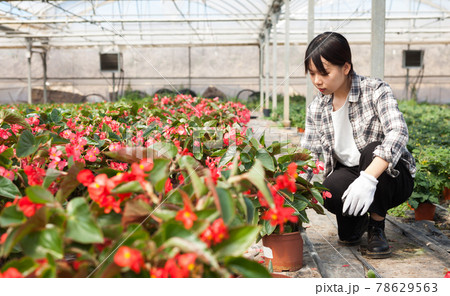 Cheerful chinese woman florist holding potted flowers begonia Cheerful chinese woman florist holding potted flowers begonia 78629563