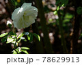 俯きげに咲く白いバラ（ニュージーランド　クライストチャーチ　Mona Vale内バラ園） 78629913
