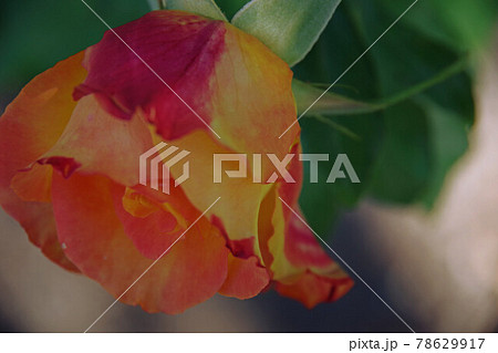 花開くバラ（ニュージーランド　クライストチャーチ　ボタニックガーデンのバラ園） 78629917