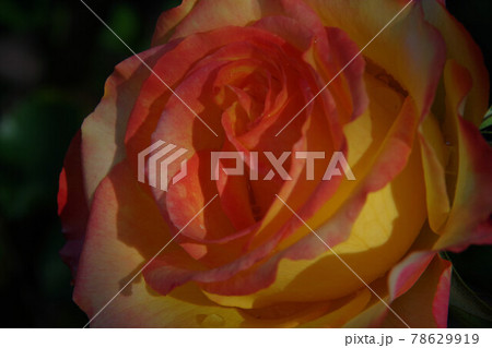 オレンジのバラ（ニュージーランド　クライストチャーチ　ボタニックガーデンのバラ園） 78629919